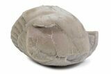 Bargain, Enrolled Illaenus Plautini Trilobite Fossil - Russia #363194-2